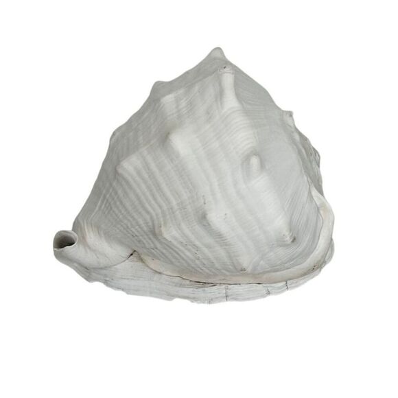 Seashell Helmet Conch Shell Cassis Cornuta Rare Beach Ocean Nautical Decor - Picture 4 of 11